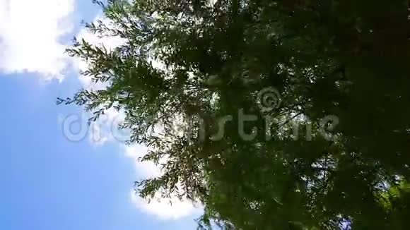 杨柳树枝随风荡在蓝天下视频的预览图