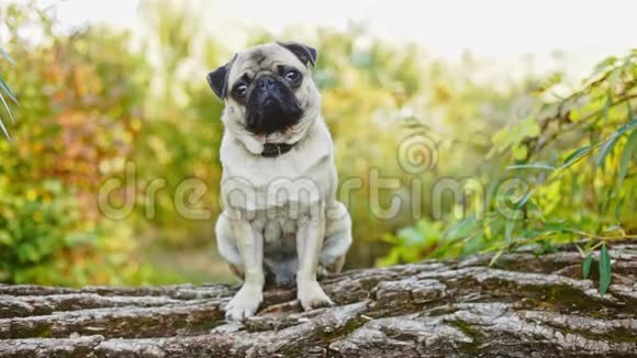 一只可爱的狗在森林里坐在一根木头上帕格在公园里散步看着摄像机视频的预览图