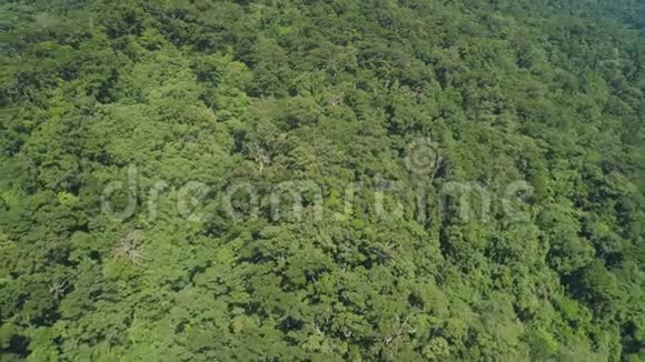 难以逾越的丛林有大树的雨林顶景视频的预览图