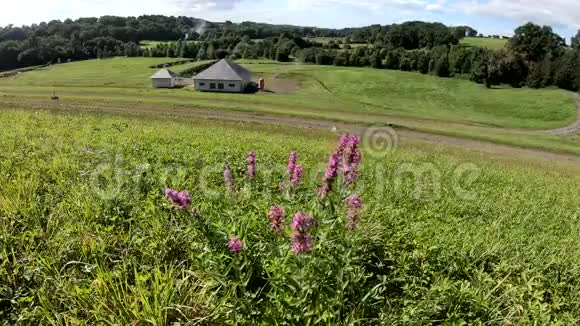 夏日乡村美丽的紫色花朵视频的预览图