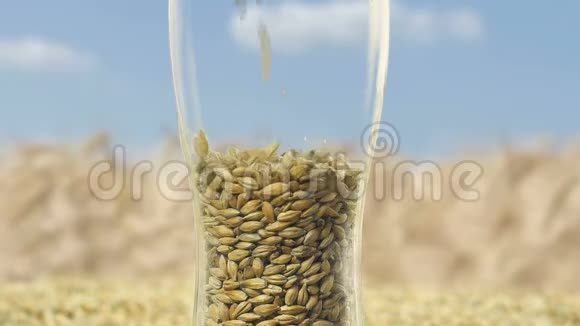 在天然和小麦收获的背景下用麦芽和小麦颗粒补充啤酒杯视频的预览图