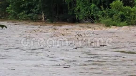 雨季森林洪水视频的预览图