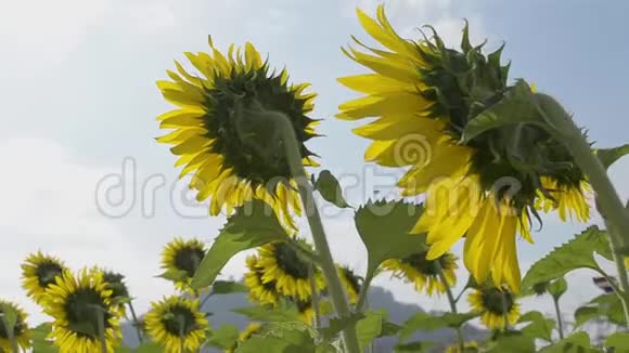 向日葵在风中摇曳特写美丽的向日葵和无刺的蜜蜂对抗多云的蓝天视频的预览图