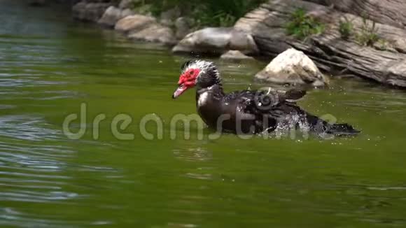 在绿湖上鸭子视频的预览图