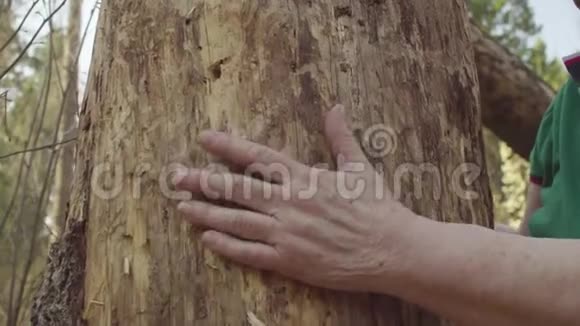 老妇人手抱着一棵损坏的树视频的预览图