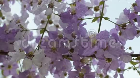 紫薇花在夏季开花视频的预览图