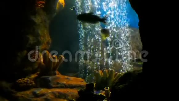 热带美丽的鱼在洞穴里游泳采石场里的气泡在上升视频的预览图