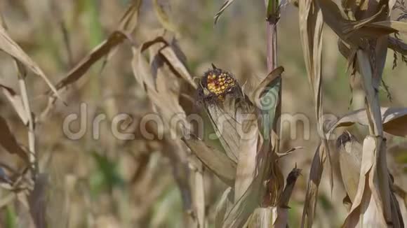 秋季成熟玉米地视频的预览图
