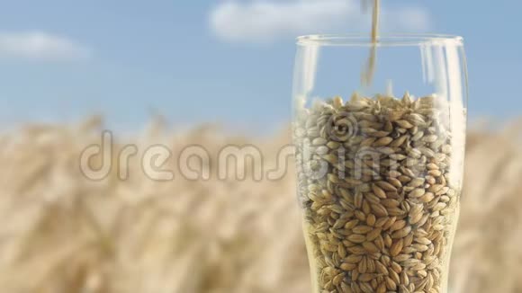 用大麦麦芽和小麦制成啤酒和酒精威士忌自然概念视频的预览图