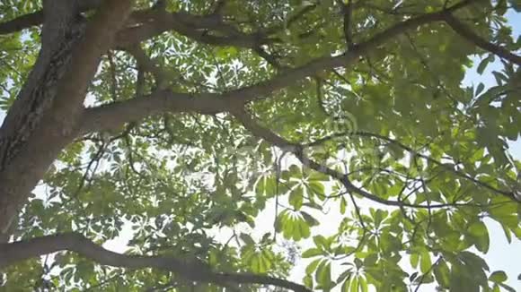 在绿叶树下靠阳光移动在热带森林背景下仰望风景视频的预览图
