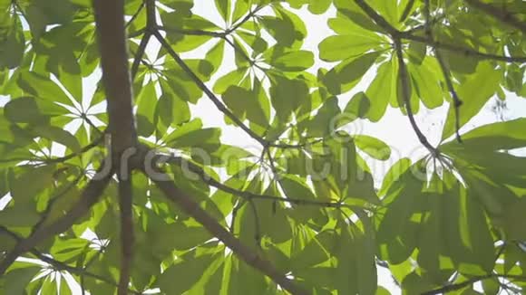 在绿叶树下靠阳光移动在热带森林背景下仰望风景视频的预览图