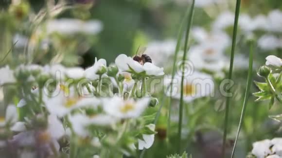 早春蜜蜂采花蜜视频的预览图
