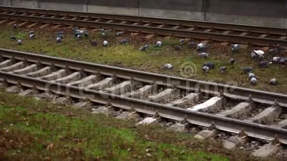 铁轨上的鸽子在火车站寻找食物的鸟儿视频的预览图
