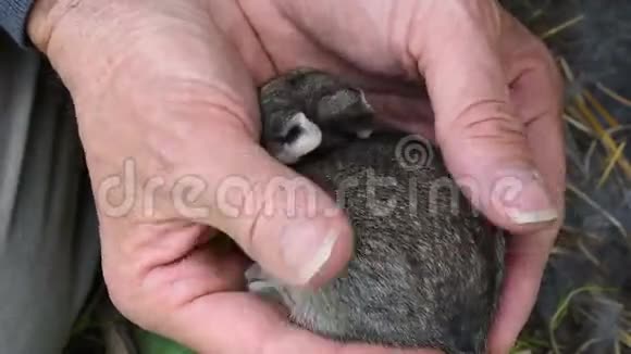 饲养员手里拿着一只新生的兔子视频的预览图