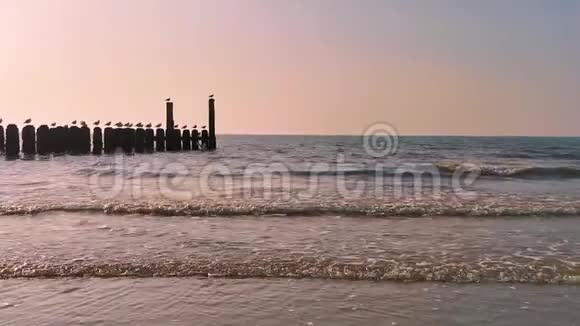 日落时分多姆堡的海洋带海鸥的木波浪杆荷兰海滩风景自然背景视频视频的预览图