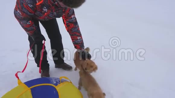 主人在冬天散步时爱抚狗狗妈妈和小狗正在白色的雪地上散步在寒冷的日子里快乐地散步男子视频的预览图