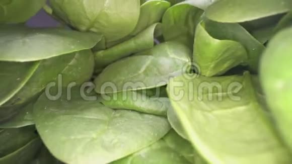多利的绿色菠菜叶滑翔通过一堆菠菜蔬菜叶堆叠在一起城市农业h视频的预览图