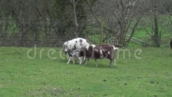 在英国康沃尔的一个农场里从雅各布羊羔和母羊中取出视频的预览图