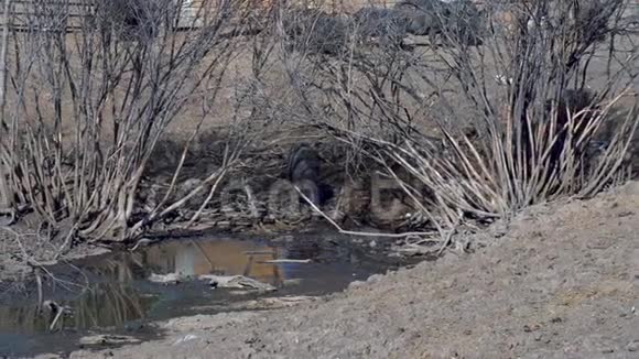 野猪来到了浑浊的湖面湖中有干树视频的预览图