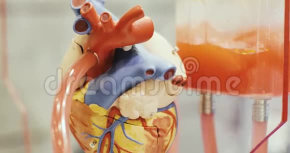 科学博物馆中流动液体人体心脏三维玩具解剖模型视频的预览图