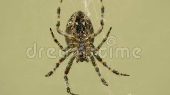 大蜘蛛在花园里的网上等着一个受害者视频的预览图