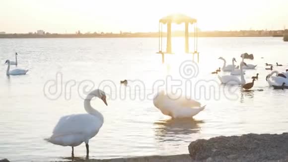 白天鹅清理脖子上的羽毛它站在人工湖的岸边视频的预览图