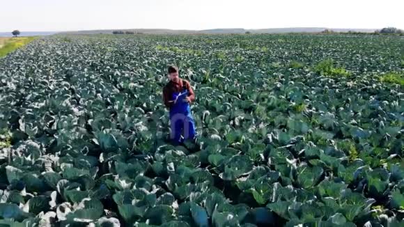农业技术人员正在检查一片卷心菜田视频的预览图