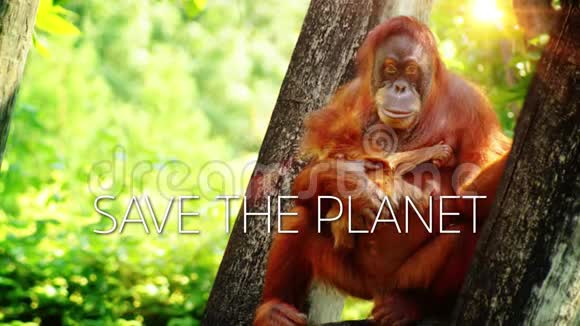 拯救地球慢动作猩猩视频的预览图