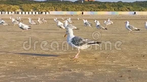 特写一只海鸥在羽毛上竖起羽毛一群海鸥在海滩上成群结队来自欧洲的普通入侵鸟类视频的预览图