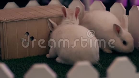 两只白兔坐在一个白色的小栅栏后面挨着他们的房子视频的预览图