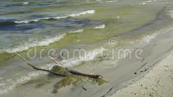 阳光明媚的春天在沙滩上的波罗的海温和的海浪中漂流着的木材缓慢的视频的预览图