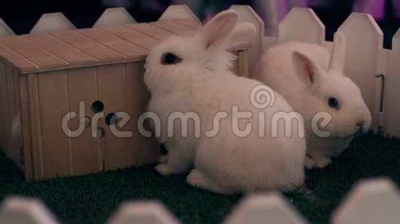 两只白兔坐在一个白色的小栅栏后面挨着他们的房子视频的预览图