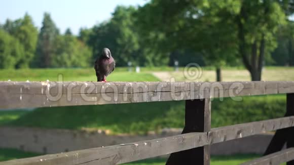 鸽子坐在木栅栏上在公园里休息地扭头视频的预览图