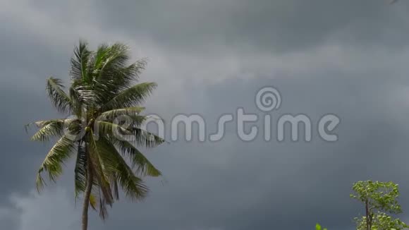 椰子树在下雨前随风移动视频的预览图