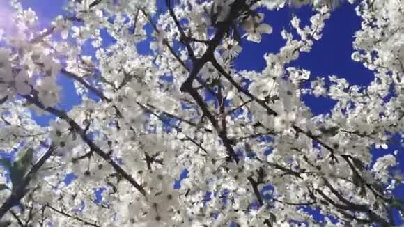 蓝蓝的天空背景樱花树在蓝蓝的天空背景下在神秘的花园视频的预览图