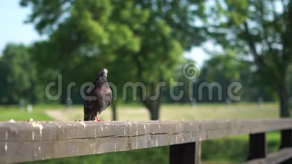 鸽子坐在木栅栏上在公园里休息地扭头视频的预览图