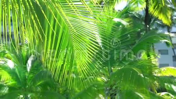 棕榈树的叶子在风中慢慢摆动概念热带旅行视频的预览图