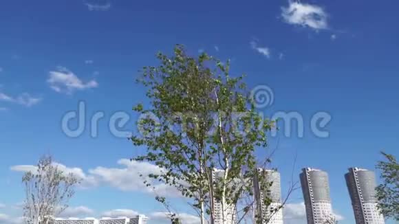 风吹动树枝和摩天大楼视频的预览图