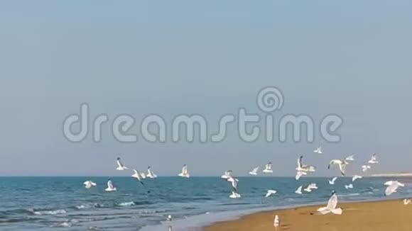 一群海鸥在海滩的空中飞翔来自欧洲的普通入侵鸟类视频的预览图
