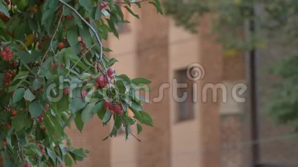 城市里的野生小苹果树视频的预览图