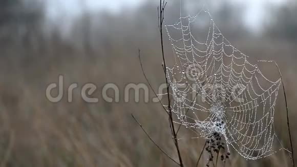 蜘蛛网与露珠视频的预览图