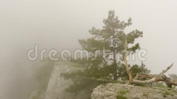 雾蒙蒙的山峰上的树木夏季早晨景观雾覆盖了山峰和针叶树视频的预览图