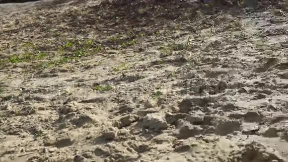 潮湿的沙子和草视频的预览图