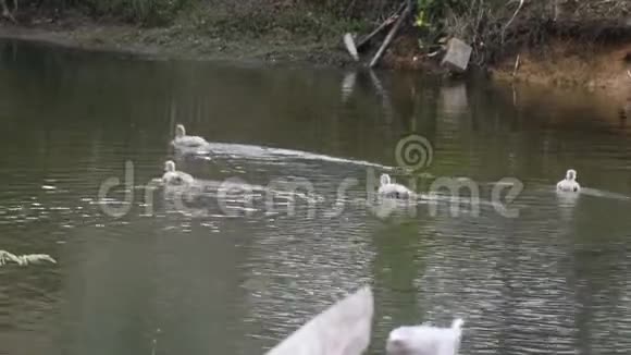 小天鹅群在庞昂湖的庞昂湖上笼中游泳视频的预览图