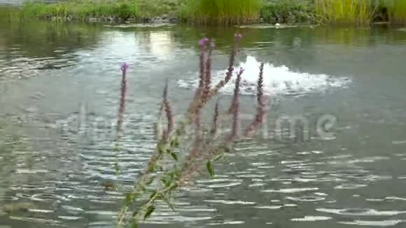 源跳动的小湖从灌木丛后面看风景视频的预览图