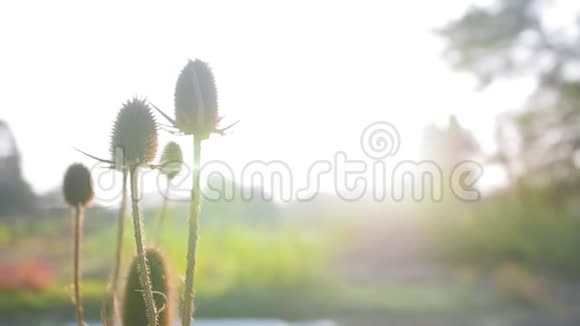 阳光透过美丽的干蓟早上在植物园里的花近距离射击视频的预览图