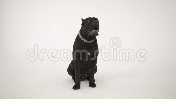 犬科索孤独的黑狗坐在地板上的白色背景视频的预览图