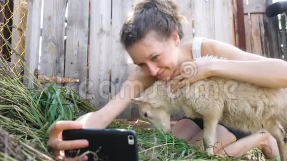 夏天小羊嚼草女孩和一只羊在农场的钢笔里自拍视频的预览图