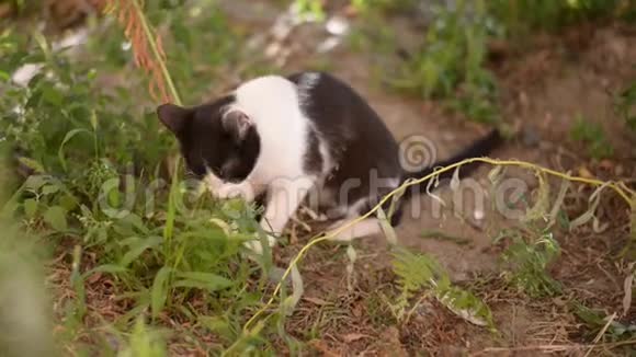 户外猫在夏天吃草消化系统自然缓解兽医视频的预览图