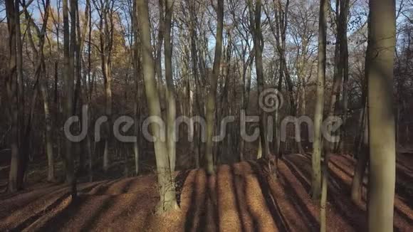 秋天落叶林树干和树枝裸露欧洲温带气候的性质堕落视频的预览图